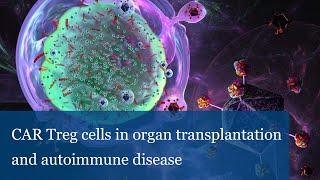 CAR Treg cells in organ transplantation and autoimmunedisease (Elmar Jaeckel)