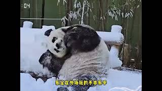 姜爷爷偷偷给乐宝人工降雪，早上乐宝玩雪玩的不亦乐乎#大熊猫#大熊猫乐宝#旅韩大熊猫#来这吸熊猫