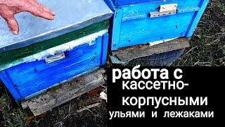 Первая работа с кассетно-корпусными ульями и лежаками