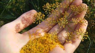 Bee Friendly, Edible Pollen Harvest: How to Collect Sweet, Gold Dust from Fennel.