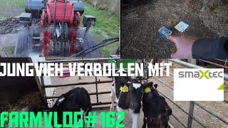 Farmvlog#162  Jungvieh spontan reingekommen/Schlammschlacht/ smaxtec