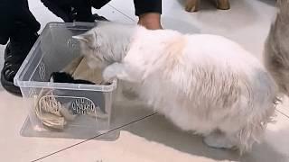 The abandoned kitten was brought home, and the house cat cared for it like her own.