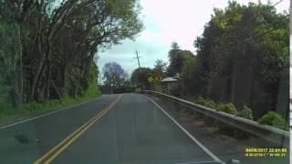 Wild Turkey on Kula Hwy, Maui, Hawaii