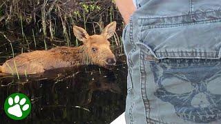 Baby Moose Rescued By Kind Fishermen