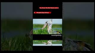 Shoebill (East Africa)| unique bird #unique #knowledge #video #facts