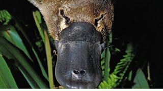 The Platypus: God's Unique Creation Unveiled! | Divine Designs