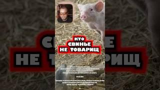 Кто свинье не товарищ #свинья #товарищ #электросамакат #поездка