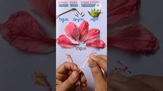 Hibiscus rosa sinensis Dissection Practical #shorts #practical #biology #viral #youtubeshorts