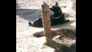How To Help Animals