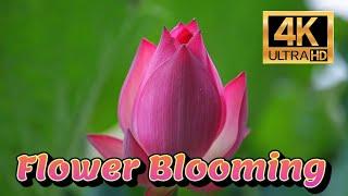 Blooming Flowers Time lapse 4K