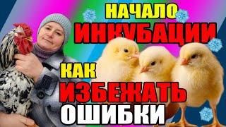 Начало инкубации. Как ИЗБЕЖАТЬ ошибки.