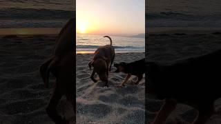 Sonnenuntergang am Meer in Kreta mit meinen Hunden Buddy & Gordy