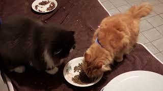 Liina & Kissi show other cats how to eat guinea pig style.