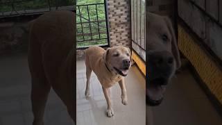 Labrador #dog #cute #viral #dog #youtubeshorts