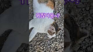 잠자는고양이, 마당에 누워 있는 고양이 야옹~ 불러도 본체만체~ #고양이 #고양이와 #고양이영상 #누워있는고양이 #고양이낮잠 #고양이가 #낮잠자는고양이 #야옹이 #야옹 ##cat