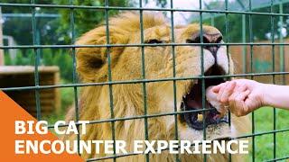 Big Cat Encounter Experience