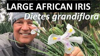 African Iris Dietes grandiflora - About this plant, growing and care garden tips