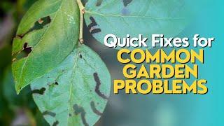 Quick Fixes for Common Garden Problems