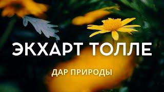 Дар природы - Экхарт Толле [NikOsho]