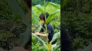 A Little Girl’s Strength in the Fields #villagelife #orphangirl #struggle #familylove #orphanboy