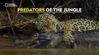 Jaguars Hunt to Survive |  Hostile Planet | हिंदी | S1 - E1 | Nat Geo Wild