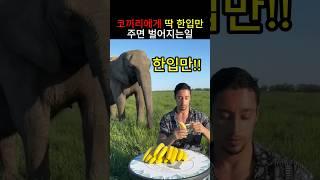 코끼리에게 딱 한입만 주면 벌어지는일..ㄷㄷ