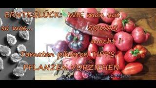 Tomaten pikieren Pflanzen vorziehen Tipps zur Anzucht Aussaaterde Vereinzeln so klappts ERNTEGLÜCK