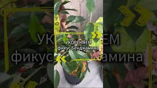 Укореняем фикус #фикусбенджамина #фикусы #укоренениечеренков #полезныесоветы #лайфхак #растения