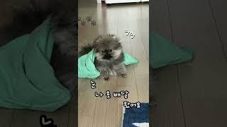 #강아지 #강아지브이로그 #파티포매 #pomeranian #포메 #puppydog #누나옷백달해주는포메