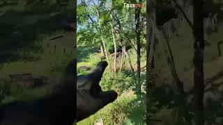 Трофеи из взятых бригадой НГУ «Кара-Даг» российских позиций на Ореховском направлении