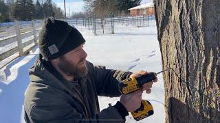 Tapping Trees for Maple Syrup