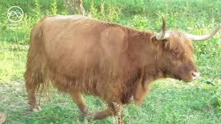 Natuurfilm met beelden van Gerrie van der Meulen