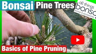 Basic Pine Bonsai Pruning