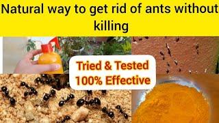 How To Get Rid Of Ants Forever In One Go, With Natural Ways, Without Killing Ants| Infinite Green MT