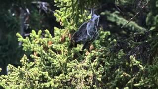 David Attenborough|BBC Planet Earth| Great Gray Owl