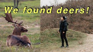 What is the nature in The Netherlands like?  Amsterdamse Waterleidingduinen (travel vlog)