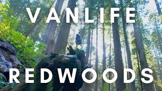 VanLife in Redwoods National Park | Hiking and Cooking Thai Green Curry