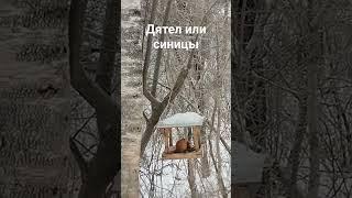 Дятел или синицы #trip  #столбы #дятел #синицы #калинина_гид