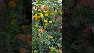 Plants #plantnursery #plants #plant #flowershop #flowers #gardeningtips #floweringplants #plantcare