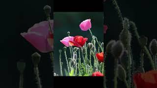 #poppy#beauty#natures#natural#flower#poppyflower#red#pink#shorts