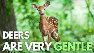 Deer Facts Video – Interesting Facts about Deer