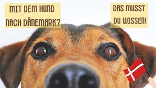 Mit dem Hund nach Dänemark? Das musst Du wissen!