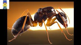 The Ants Underground Kingdom EXPOSED #Shorts