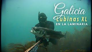 HOW TO FISH BIG SEA BASS IN THE SEAWEEDSPEARFISHING GALICIA