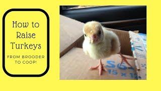 How to Raise Turkeys - From Brooder to Coop!