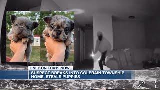 Suspect breaks into Colerain Township home, steals puppies