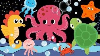 Ocean Wonders | Baby Sensory High Contrast Visual Stimulation with Music