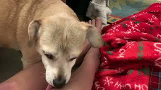 Cute DOG FOX Licks MaMa’s Beautiful #Legs To Immediately Help #cutedog #lick #dogkisses