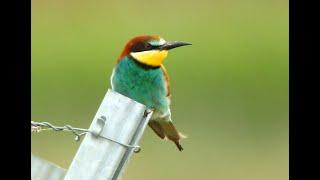 Kaiserstuhl: Bienenfresser Smaragdeidechsen, Schmetterlinge, Bee-eaters Green Lizards.