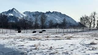 Have you ever seen an Egg get the Zoomies? Calves Quiche, Frittata, & Sunny 𝓏𝑜𝑜𝓂𝒾𝓃' around the snow